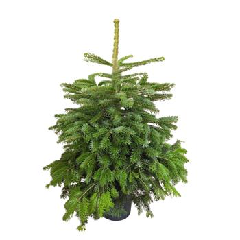 Jedle kavkazská výška 100/125cm